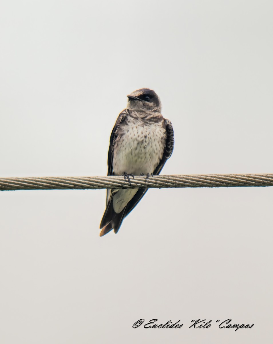 Purple Martin - ML642030682