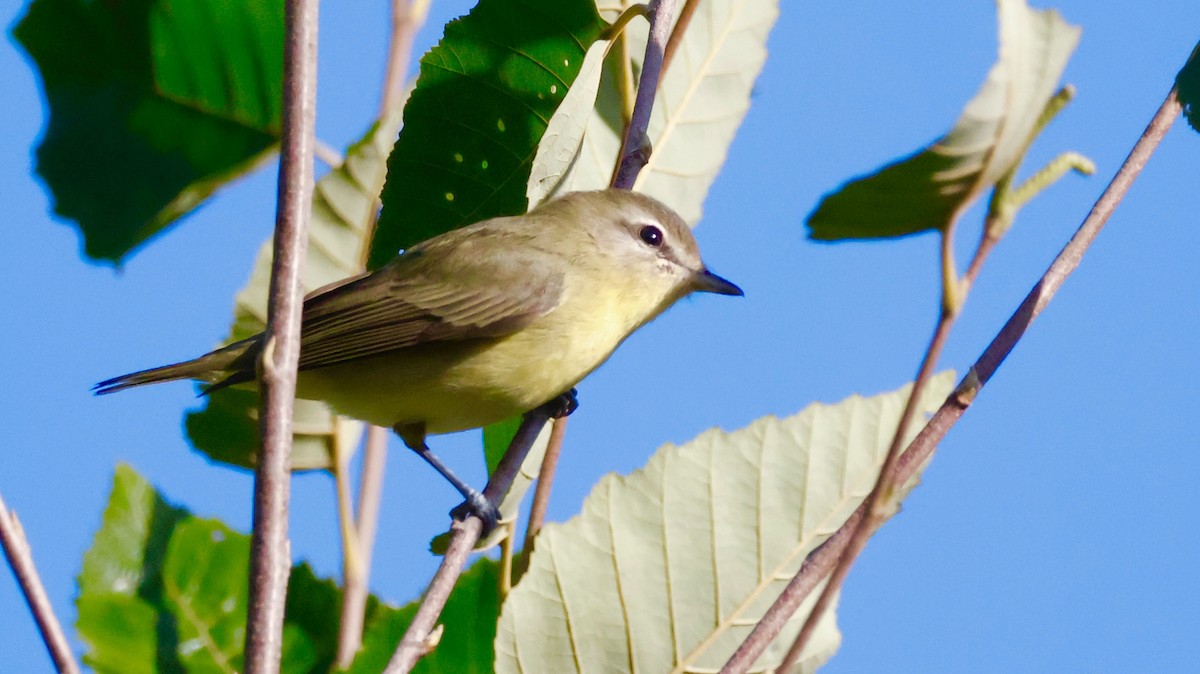 Philadelphia Vireo - ML642030689