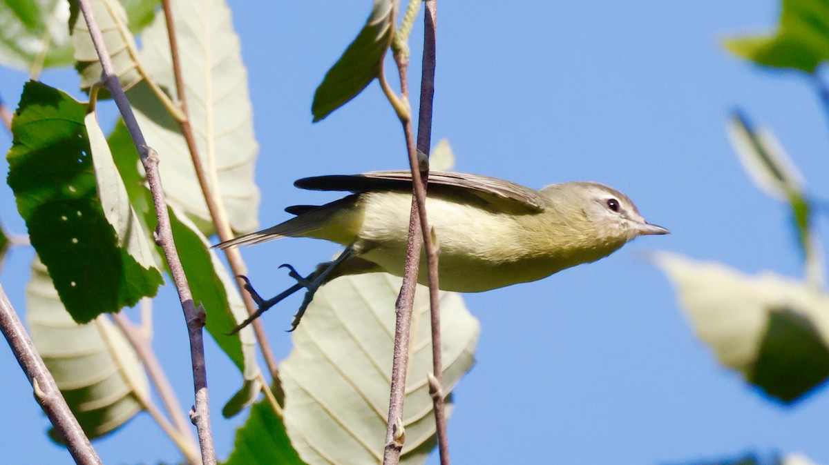 Philadelphia Vireo - ML642030690