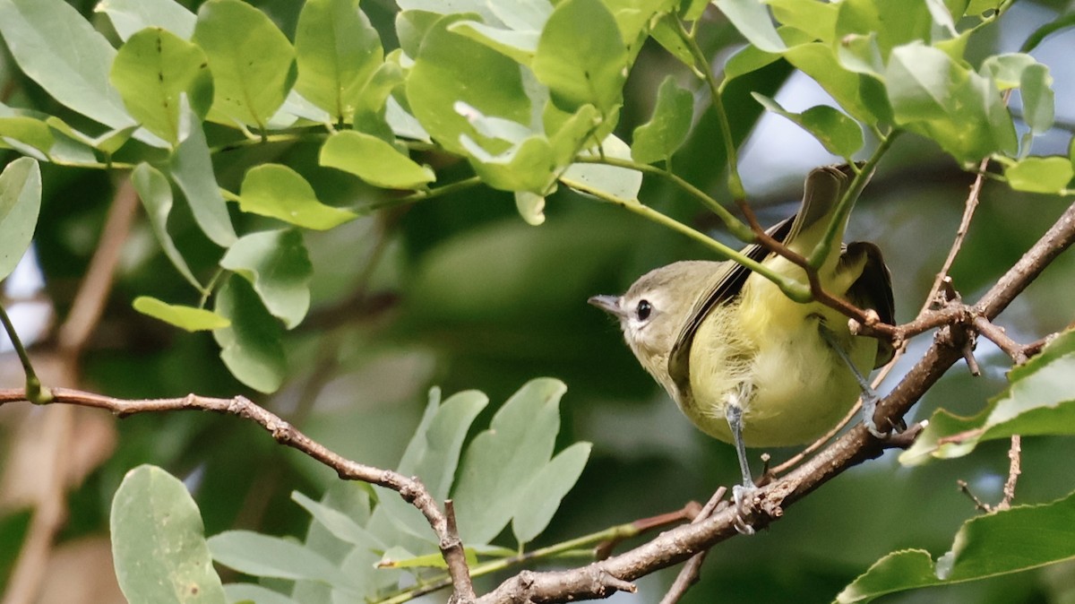 Philadelphia Vireo - ML642030691