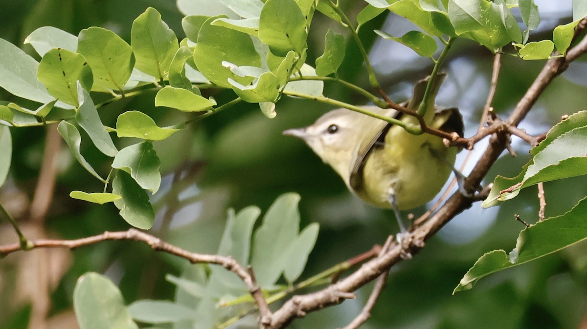 Philadelphia Vireo - ML642030692