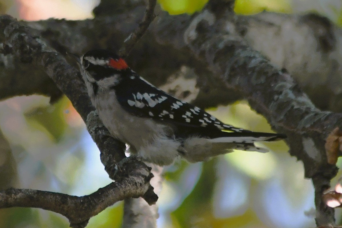 Downy Woodpecker - ML642030701