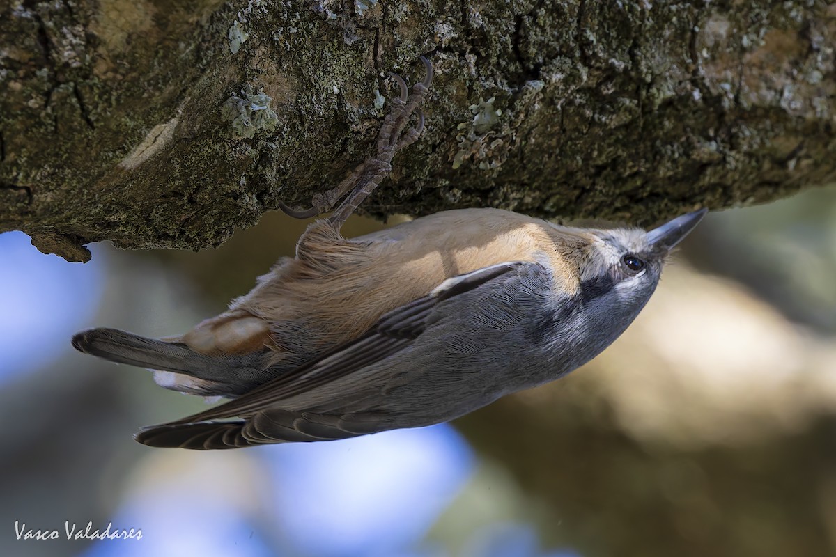 Garrapo eurasiarra - ML642030708