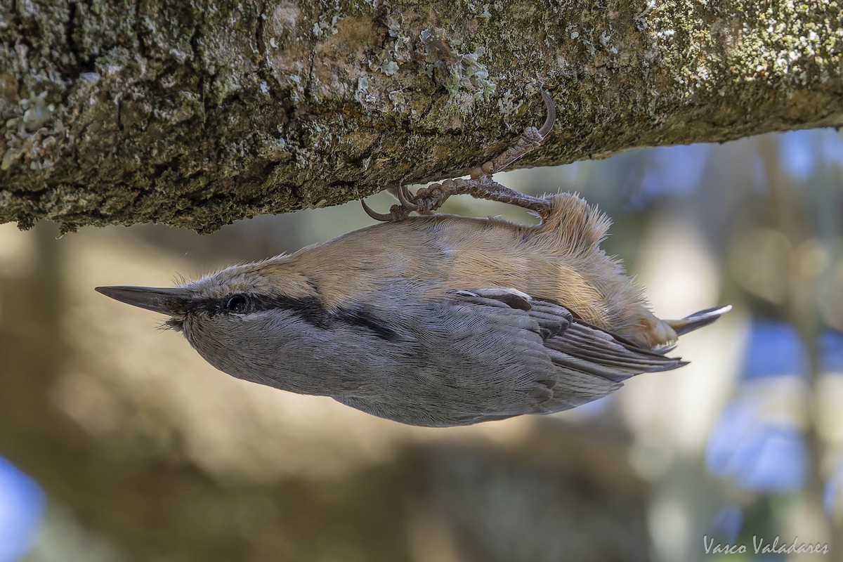 Garrapo eurasiarra - ML642030709