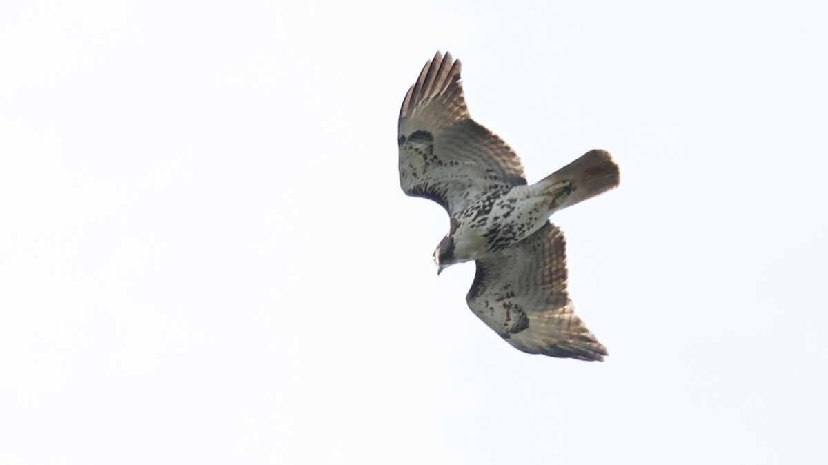 Red-tailed Hawk - ML642030714