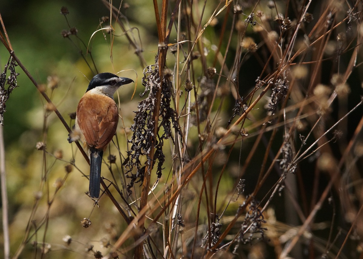 Marsh Tchagra - ML642030718