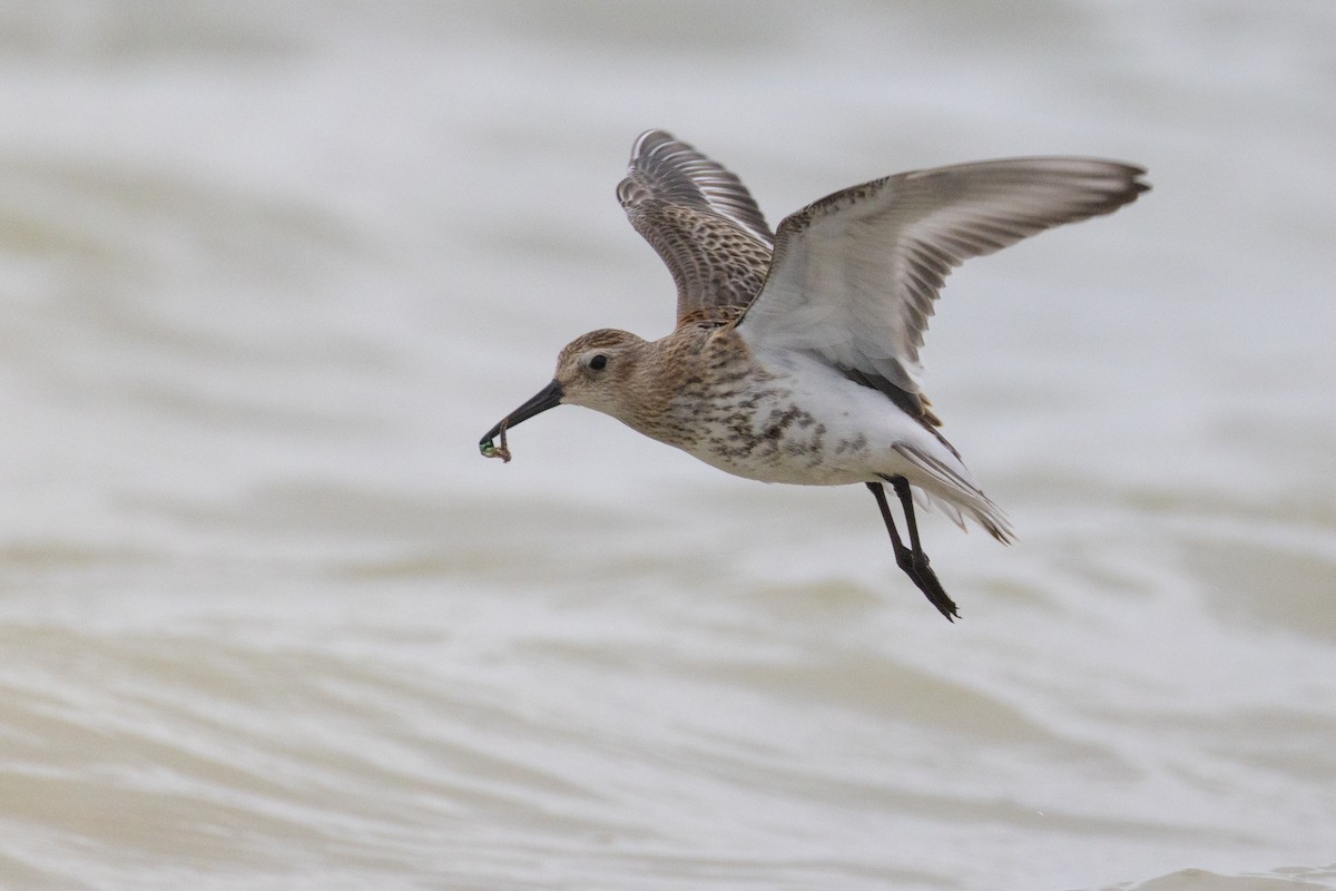 Dunlin - ML642030722