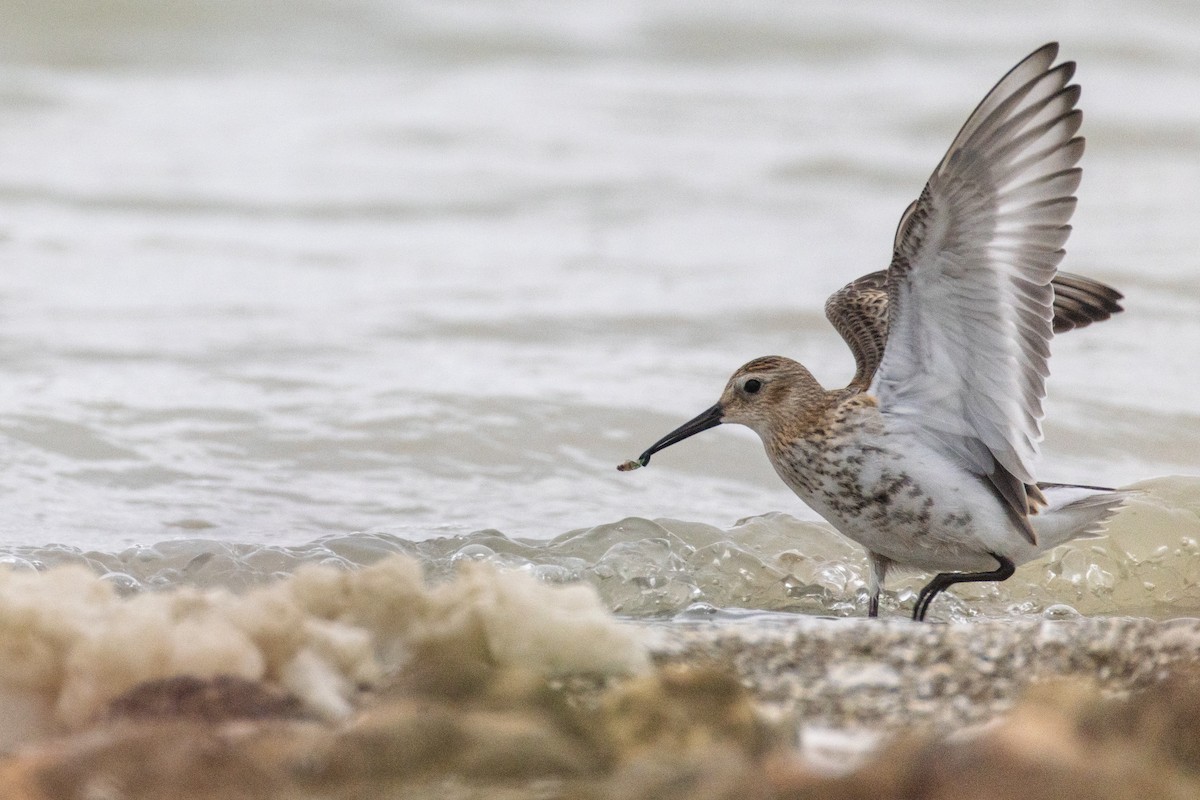 Dunlin - ML642030723