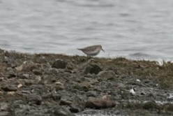 Dunlin - ML642030737