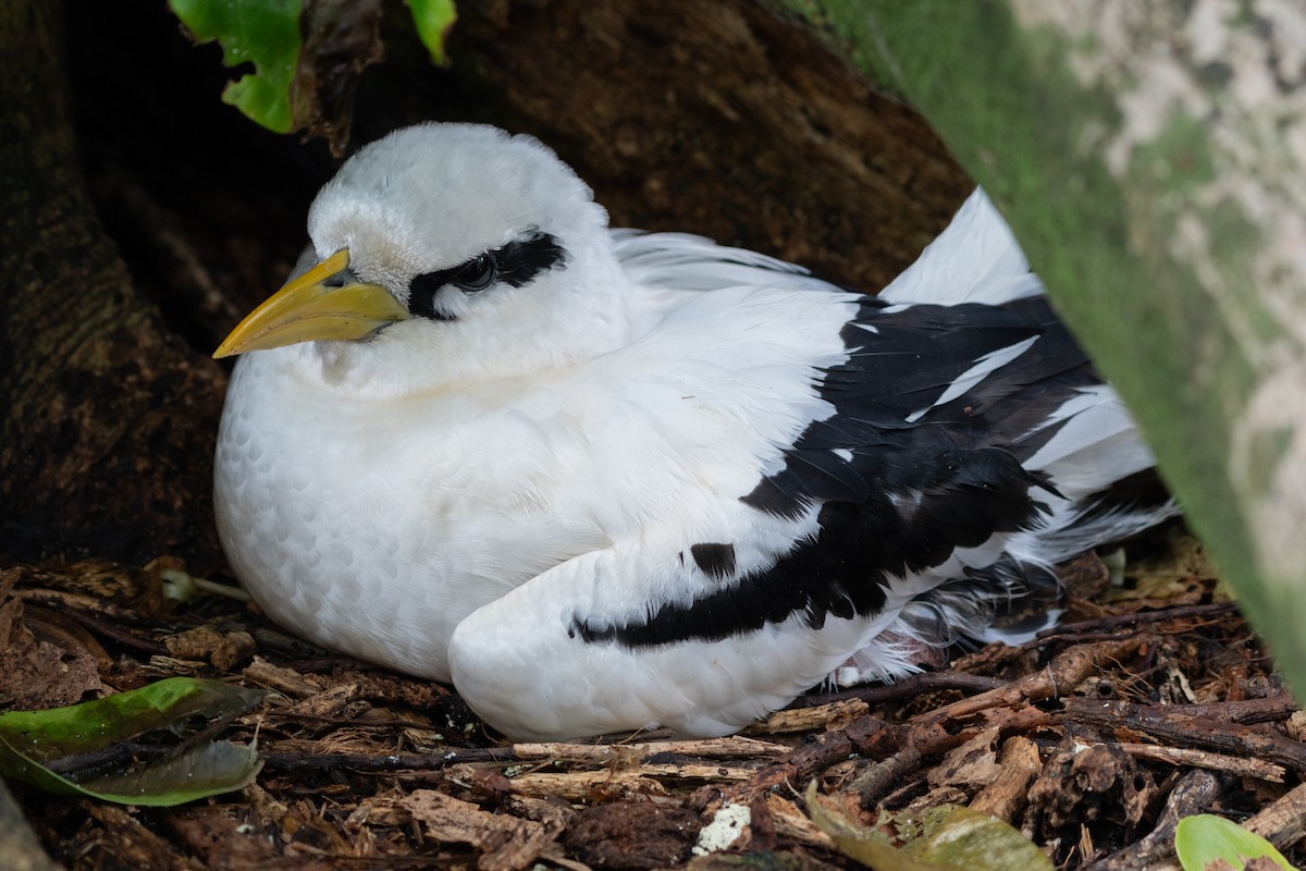 White-tailed Tropicbird - ML642030754