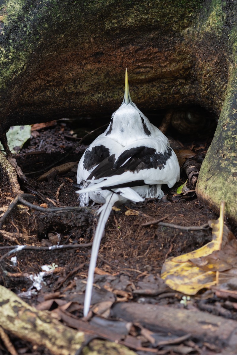 White-tailed Tropicbird - ML642030755