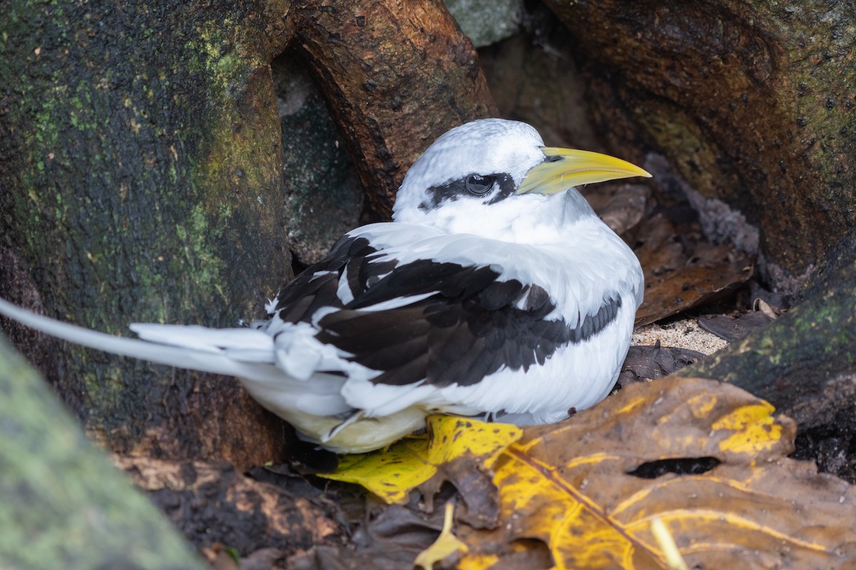 White-tailed Tropicbird - ML642030756