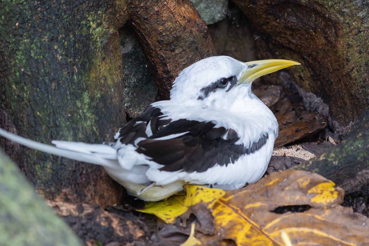 White-tailed Tropicbird - ML642030757