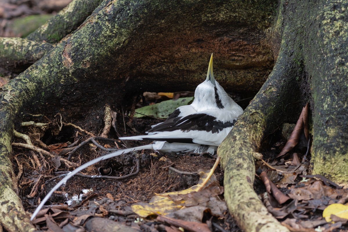 White-tailed Tropicbird - ML642030759