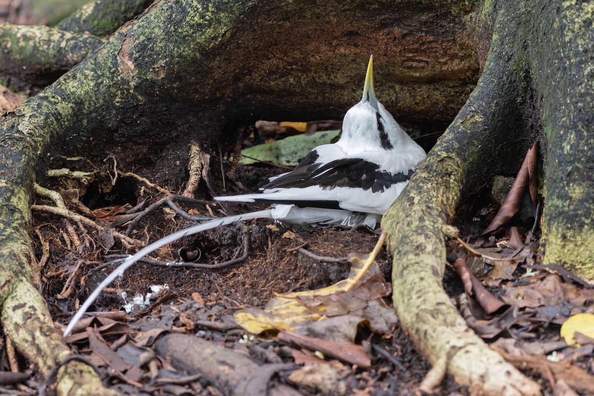 White-tailed Tropicbird - ML642030760