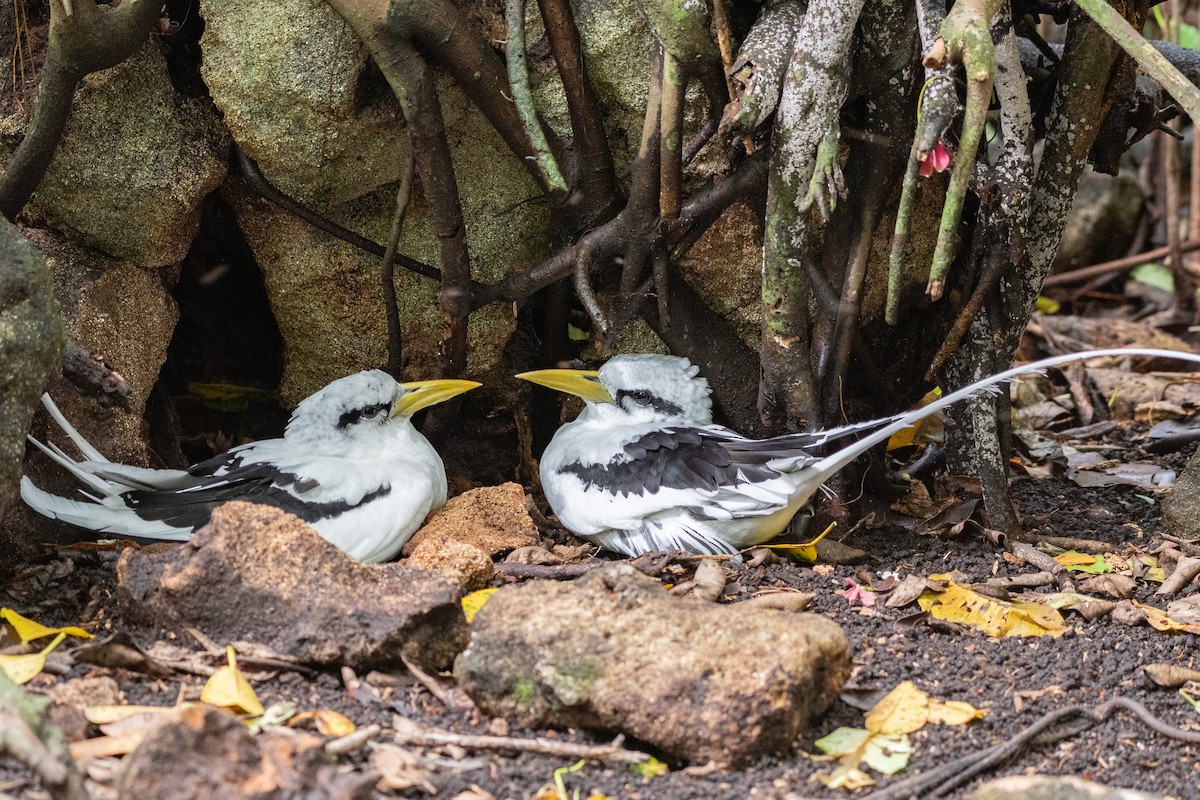 White-tailed Tropicbird - ML642030761