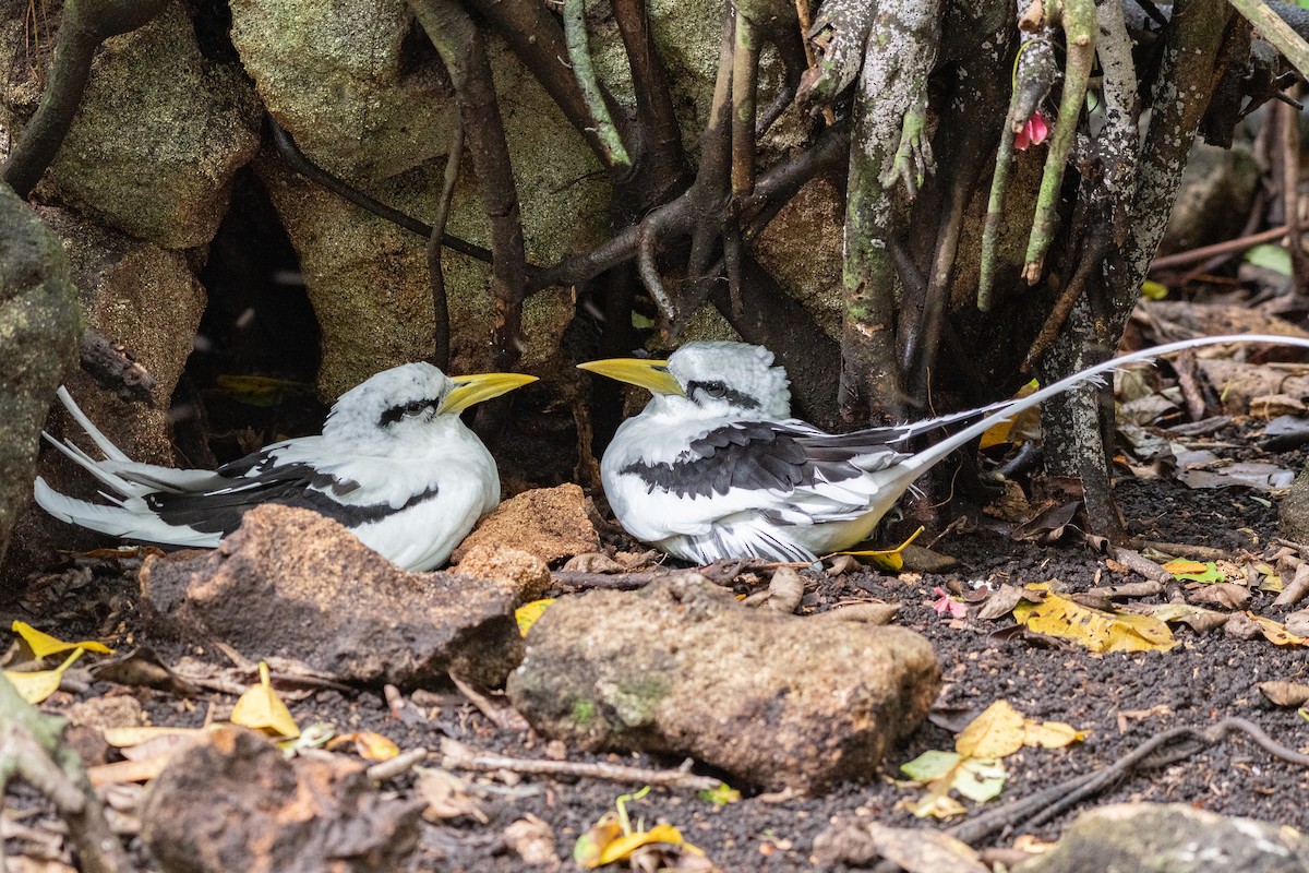 White-tailed Tropicbird - ML642030762