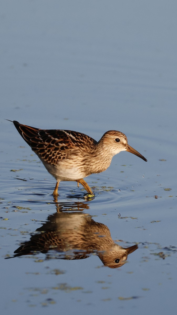 Graubrust-Strandläufer - ML642030768