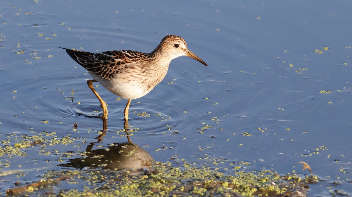 Graubrust-Strandläufer - ML642030769