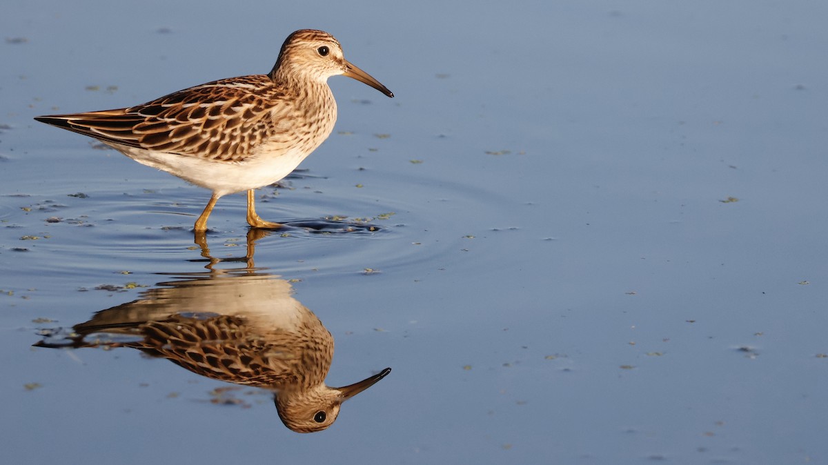 Graubrust-Strandläufer - ML642030770