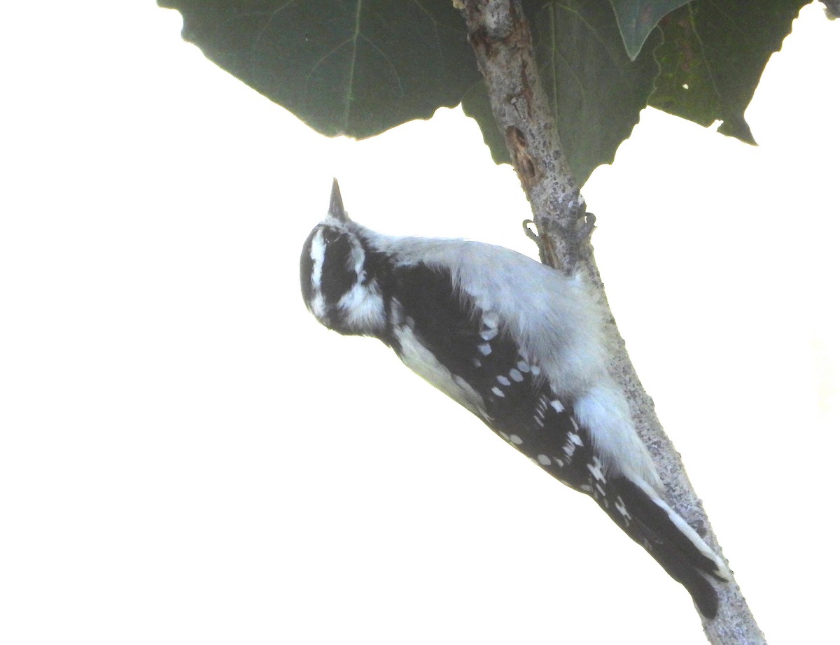 Downy Woodpecker - ML642030773