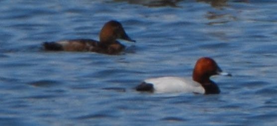 Common Pochard - ML642030779