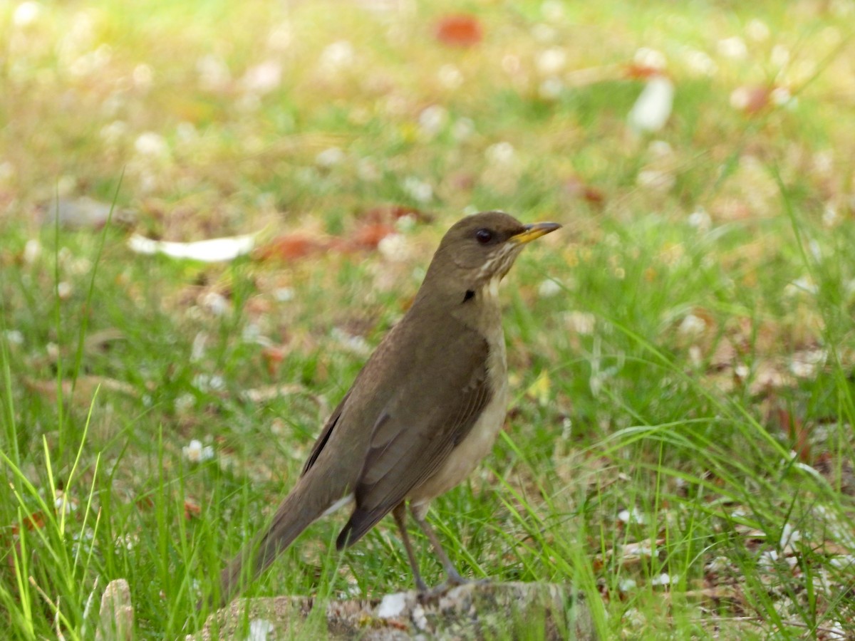 Creamy-bellied Thrush - ML642030781