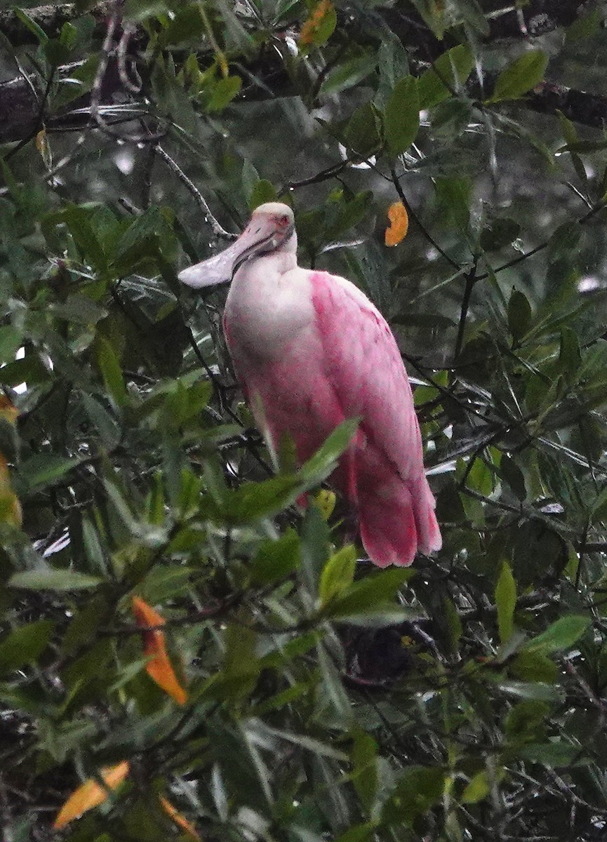 Roseate Spoonbill - ML642030783