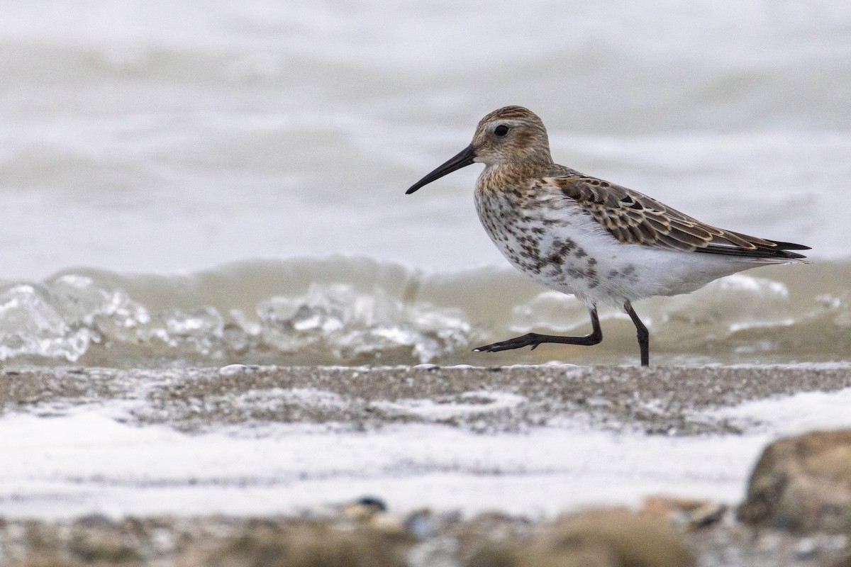 Dunlin - ML642030784