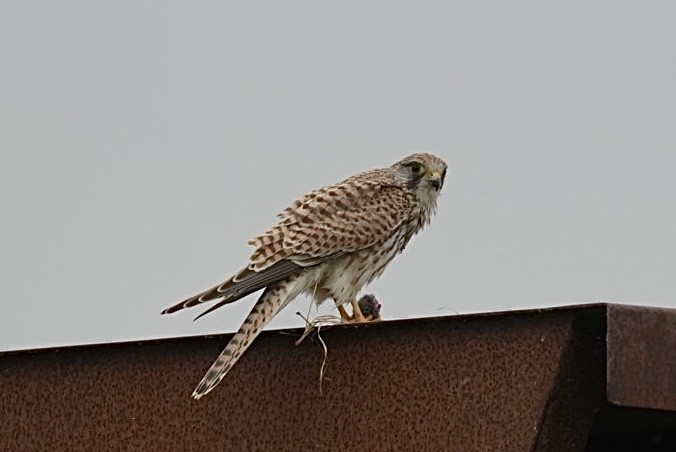 Faucon crécerelle - ML642030785