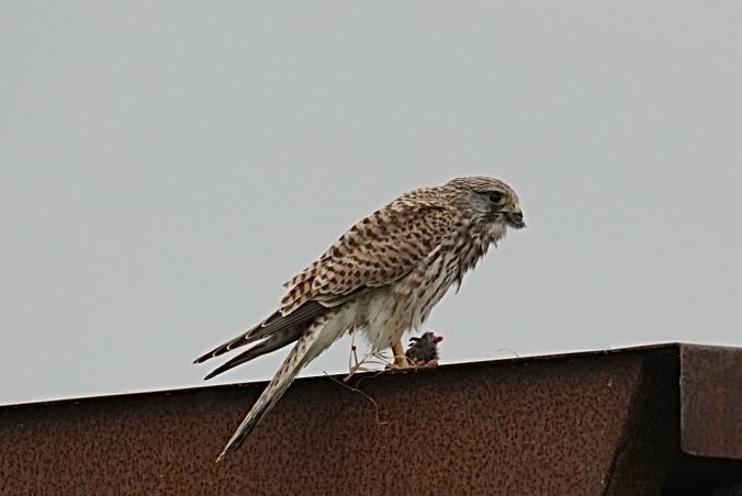 Faucon crécerelle - ML642030786