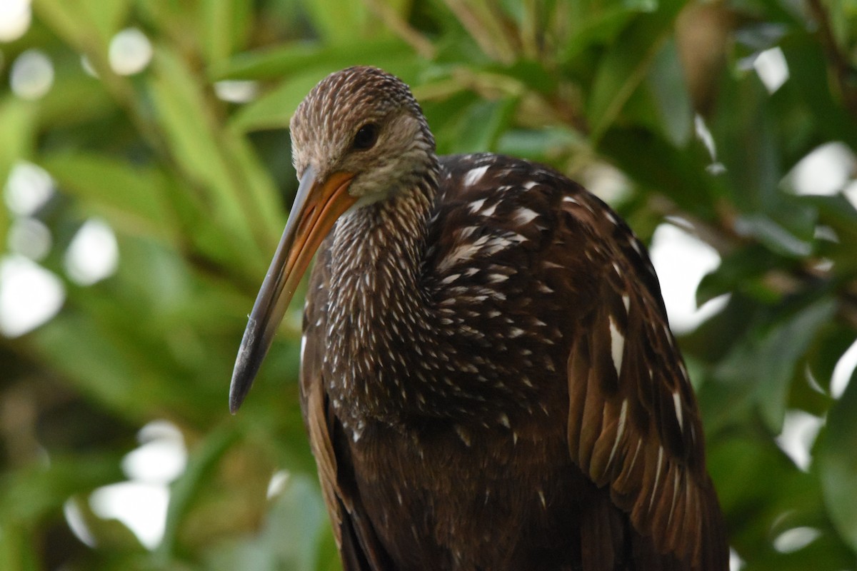 Limpkin - ML642030791