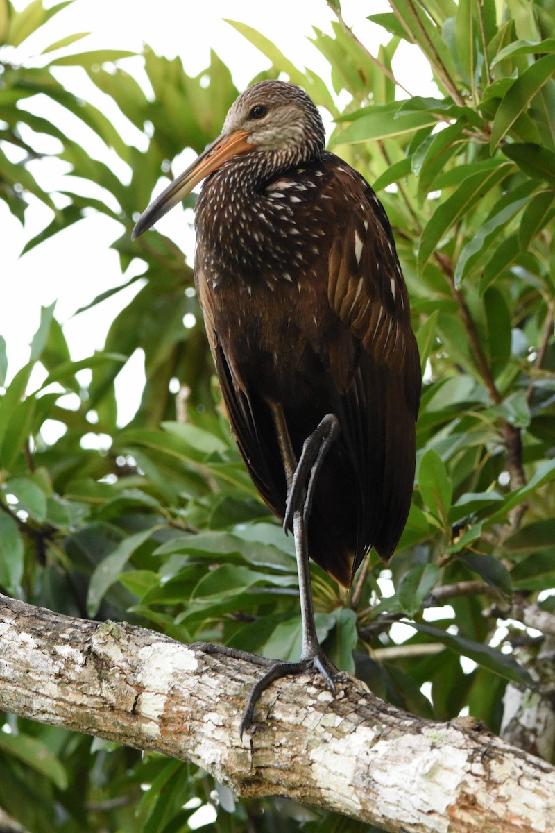 Limpkin - ML642030792
