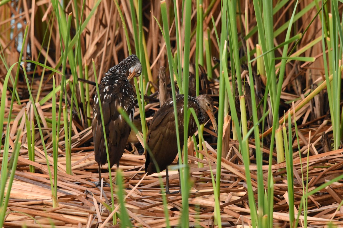 Limpkin - ML642030793