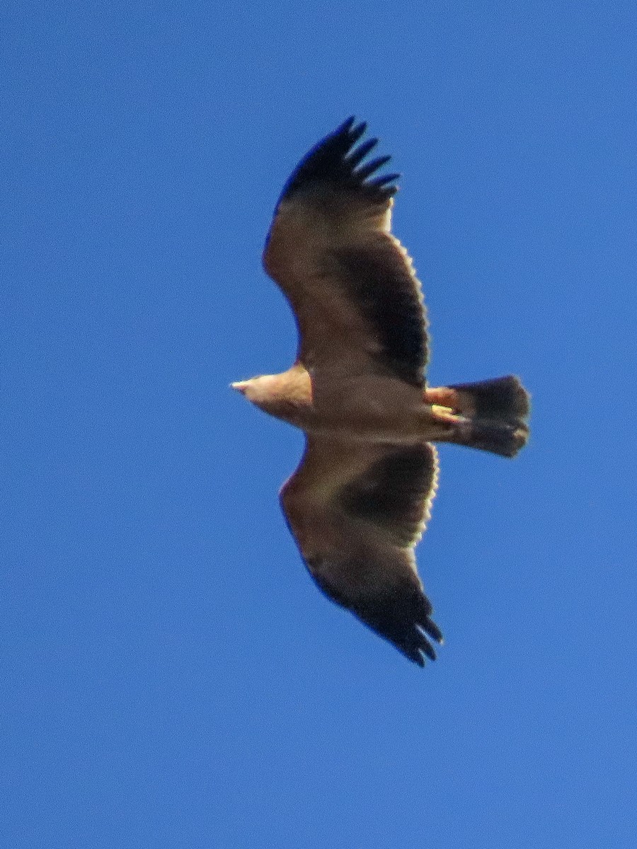 Aquila imperiale iberica - ML642030794