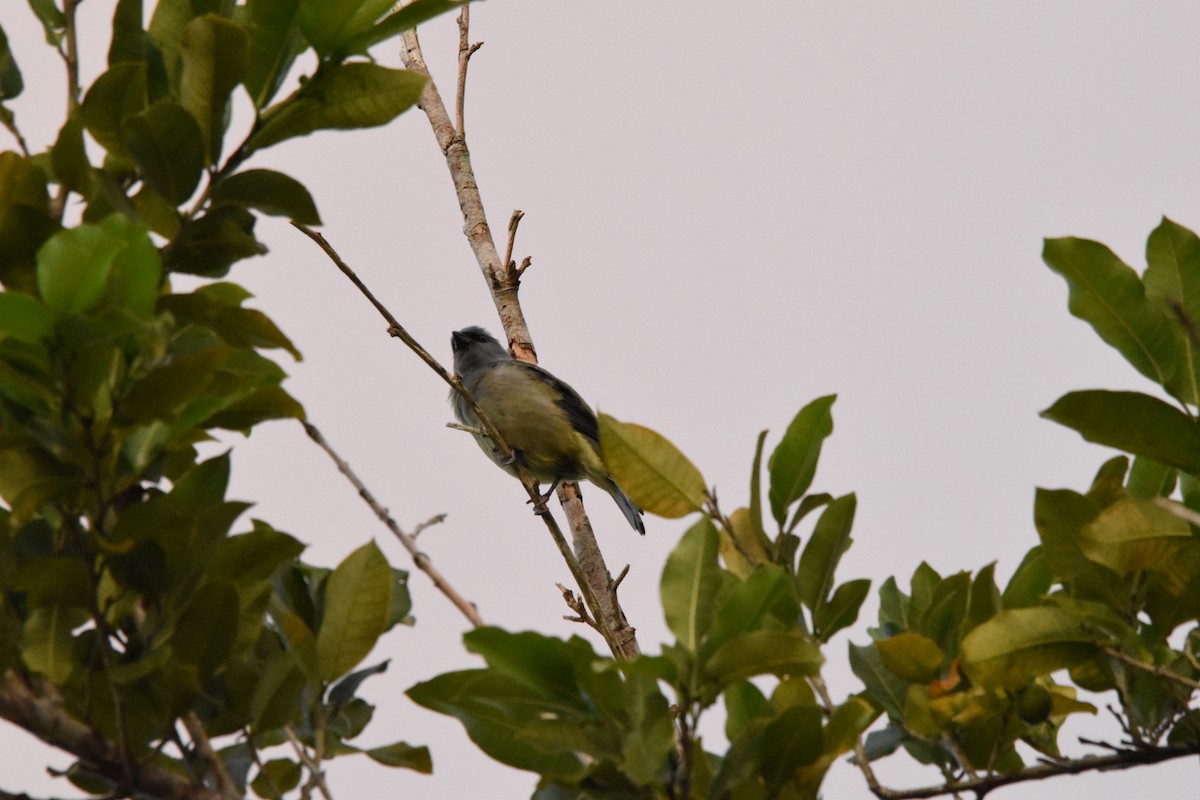 Yellow-winged Tanager - ML642030800