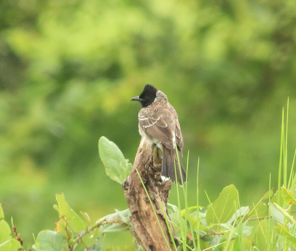 Red-vented Bulbul - ML642030802