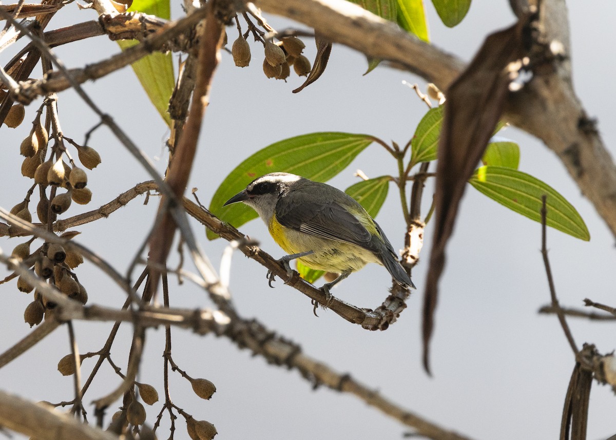 Zuckervogel - ML642030811
