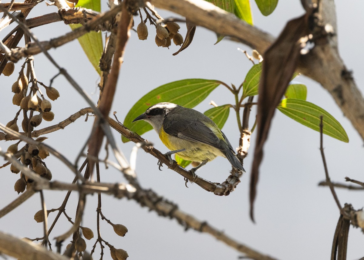 Zuckervogel - ML642030812