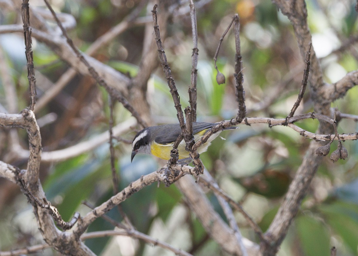 Zuckervogel - ML642030814