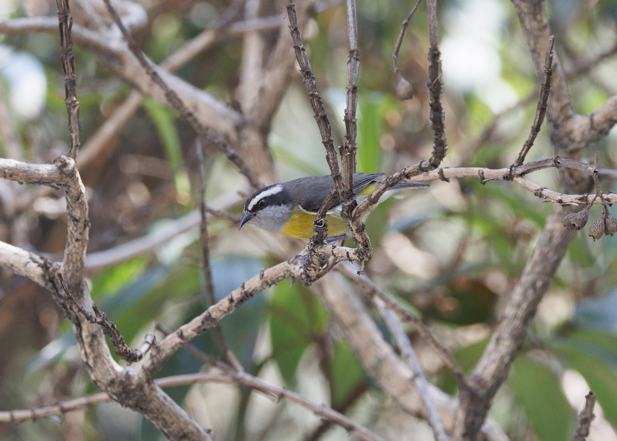 Zuckervogel - ML642030815