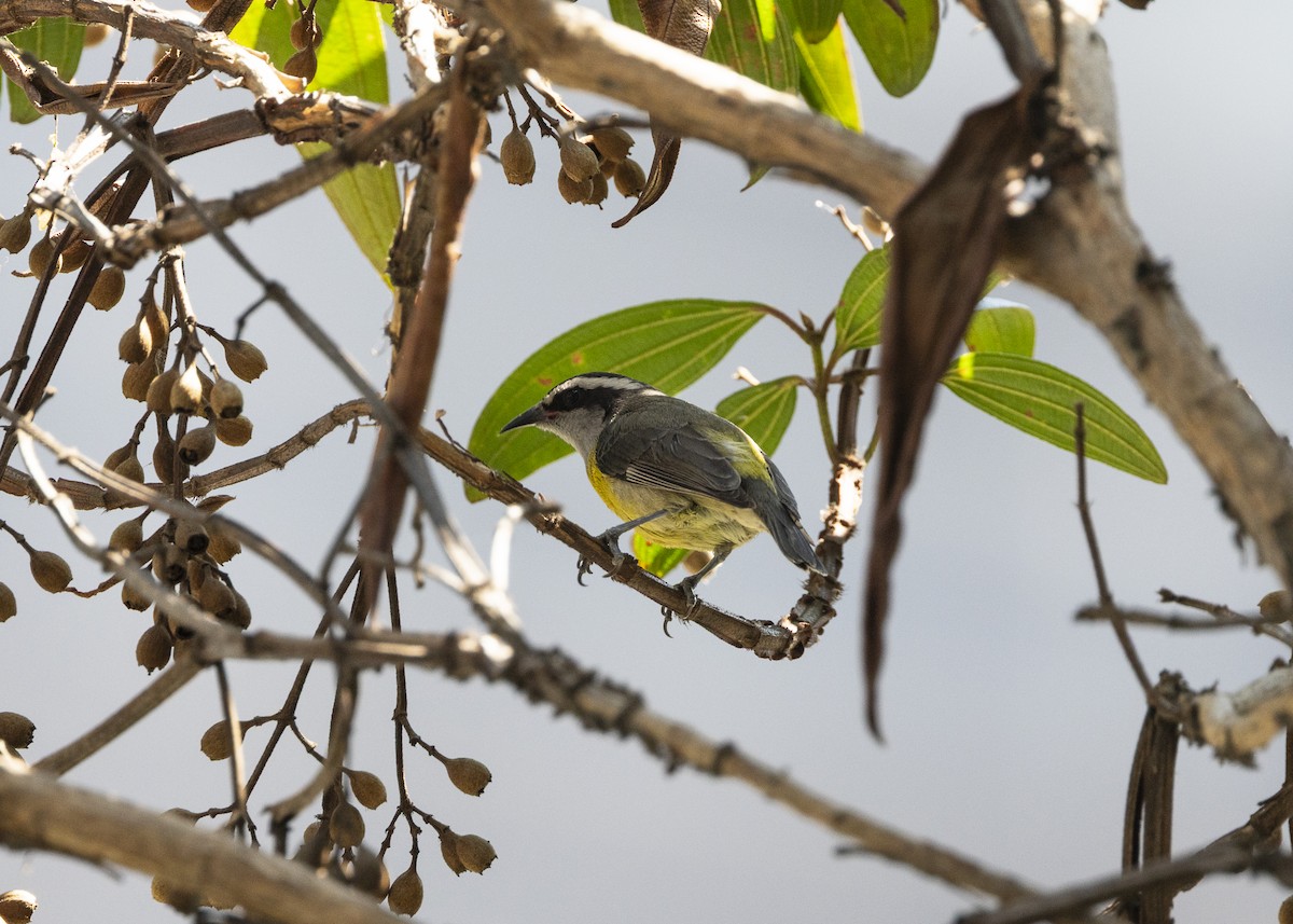 Zuckervogel - ML642030816