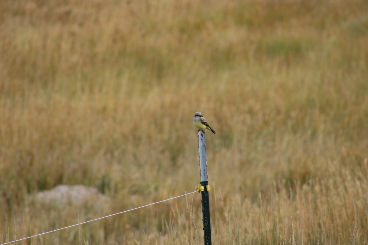 Western Kingbird - ML642030824