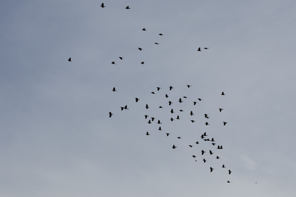 Common Grackle - ML642030838