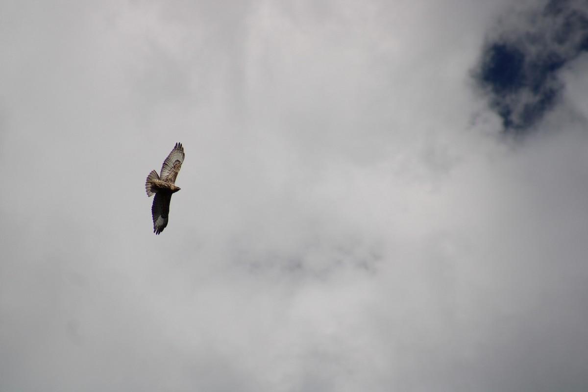 Red-tailed Hawk - ML642030884