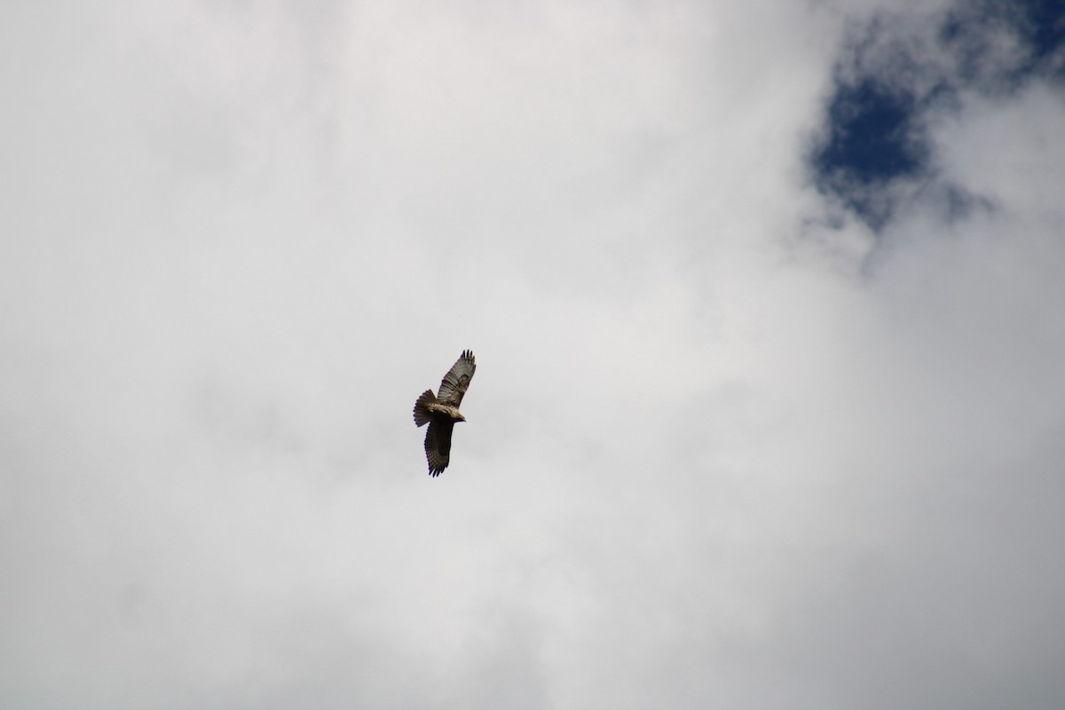 Red-tailed Hawk - ML642030885