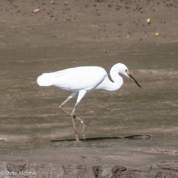 Little Egret (Australasian) - ML642030888