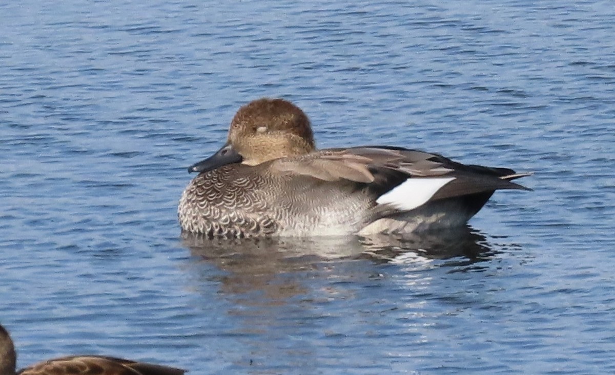 Canard chipeau - ML642030890