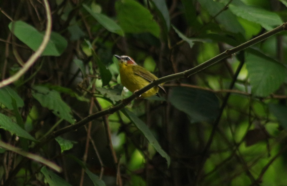 kastanjekroneparula - ML642030945