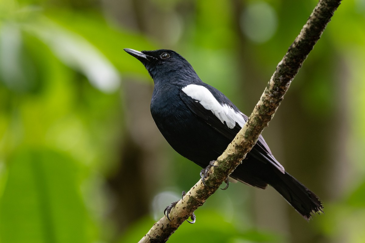 Seychelles Magpie-Robin - ML642030947
